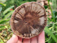 Polished On One Side Petrified Wood Branch Slices x 5 From Gokwe, Zimbabwe