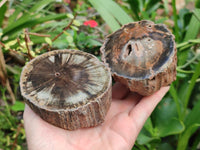 Polished On One Side Petrified Wood Branch Slices x 5 From Gokwe, Zimbabwe