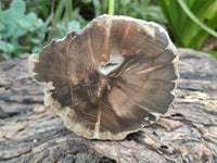 Polished On One Side Petrified Wood Branch Slices x 5 From Gokwe, Zimbabwe