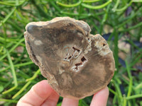 Polished On One Side Petrified Wood Branch Slices x 5 From Gokwe, Zimbabwe
