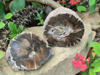 Polished On One Side Petrified Wood Branch Slices x 5 From Gokwe, Zimbabwe