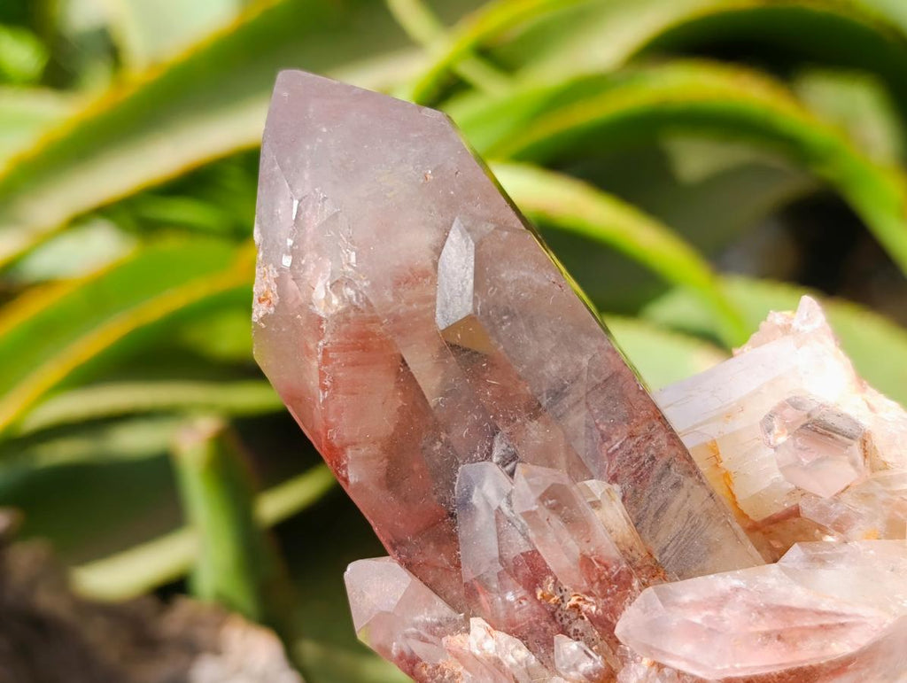 Natural Red Hematoid Quartz Crystal Clusters x 6 From Karoi, Zimbabwe