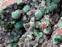 Natural Drusy Quartz Coated Ball Malachite On Dolomite Specimen x 1 From Mindingi Mine, Kambove, Congo