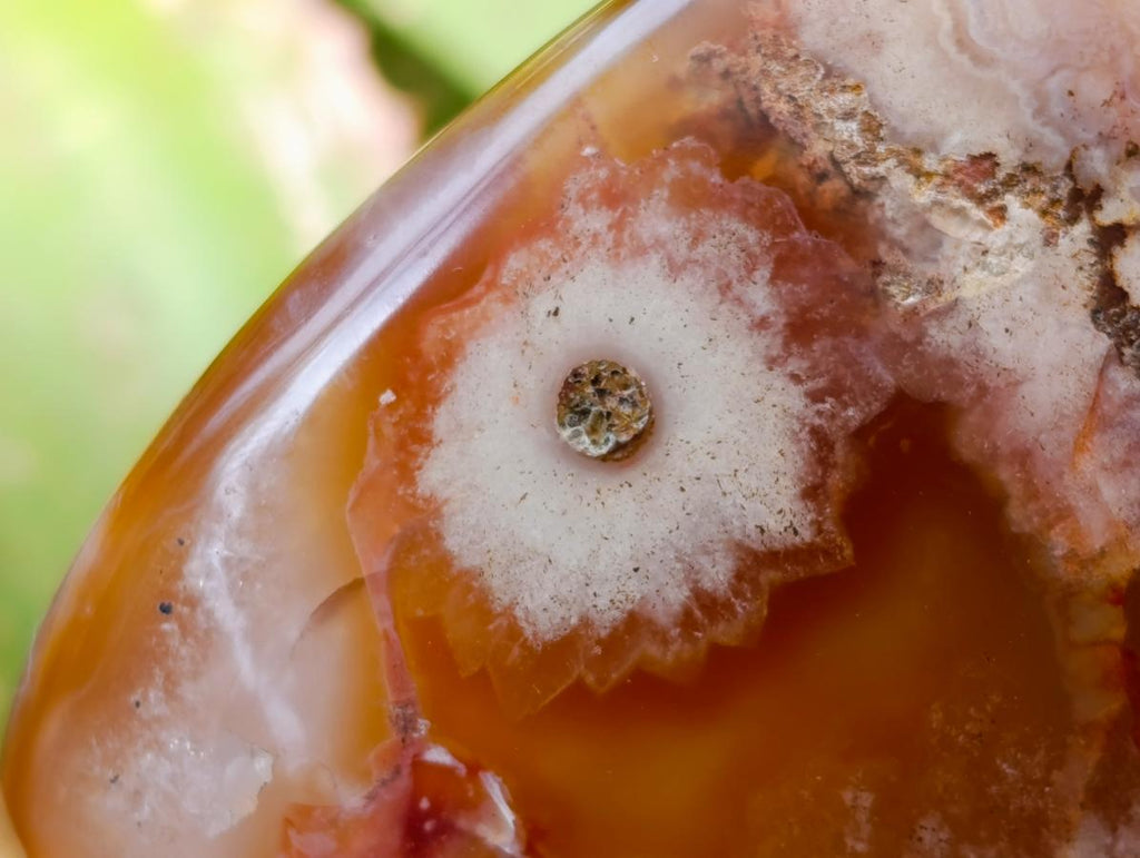 Polished Flower Agate Standing Free Forms x 2 From Antsahalova, Madagascar