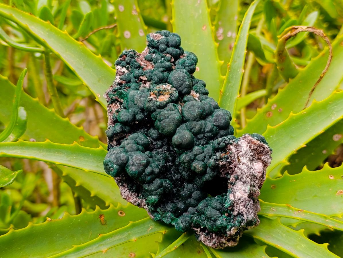 Natural Crystalline Ball Malachite and Quartz on Dolomite Specimen x 1 From Mindingi Mine, Kambove, Congo