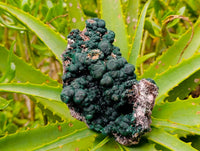 Natural Crystalline Ball Malachite and Quartz on Dolomite Specimen x 1 From Mindingi Mine, Kambove, Congo