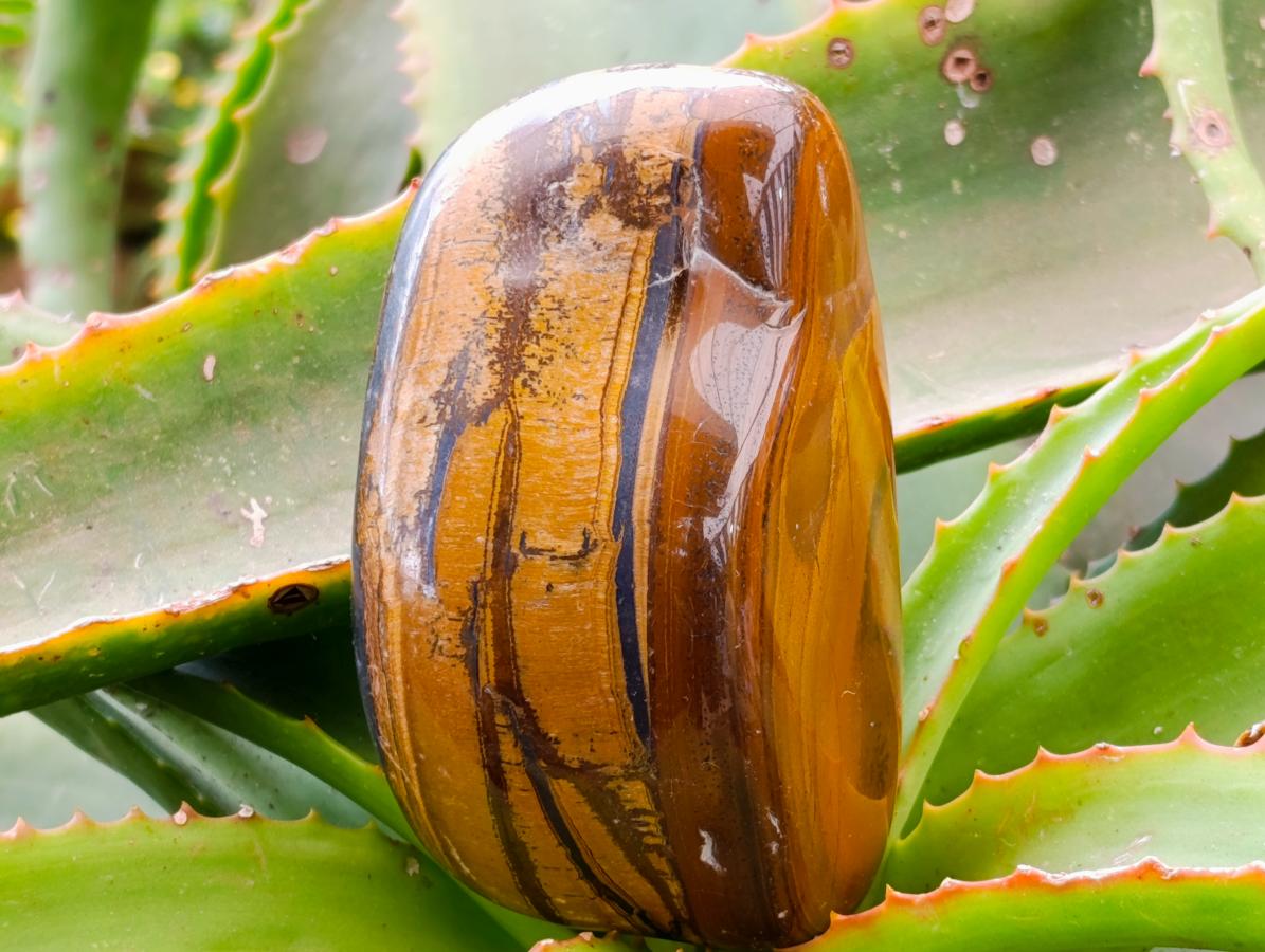 Polished Jumbo Golden Tigers Eye with Banded Iron Stone Free Forms x 4 From Prieska, South Africa