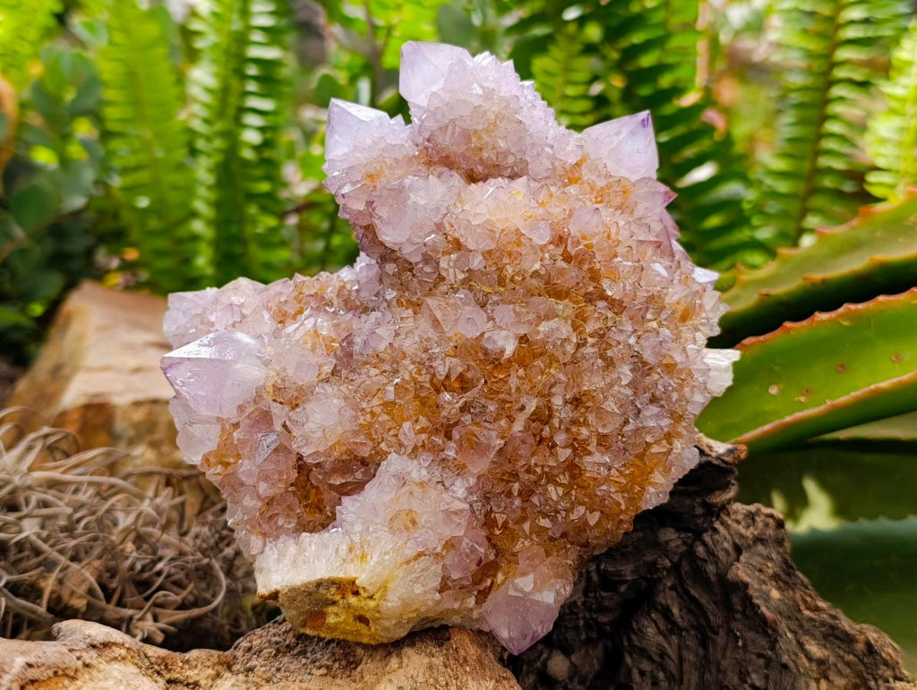 Natural Large Lilac Amethyst and Ametrine Spirit Clusters x 1 From Boekenhouthoek, South Africa - Toprock Gemstones and Minerals 