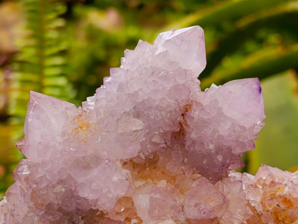 Natural Large Lilac Amethyst and Ametrine Spirit Clusters x 1 From Boekenhouthoek, South Africa
