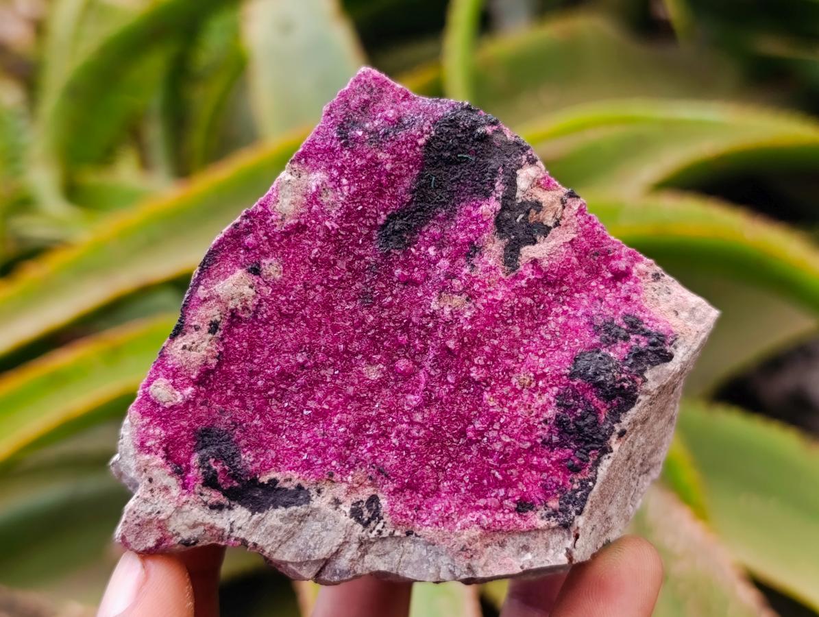 Natural Salrose Cobaltion Dolomite Specimens x 6 From Kakanda, Congo