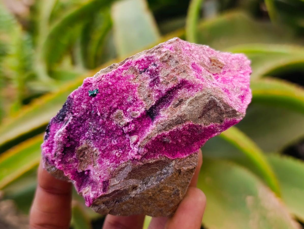 Natural Salrose Cobaltion Dolomite Specimens x 6 From Kakanda, Congo