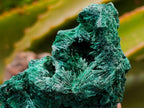 Natural Silky Malachite Specimens x 12 From Kasompe, Congo