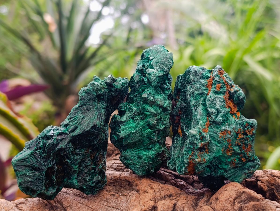 Natural Silky Malachite Specimens x 12 From Kasompe, Congo