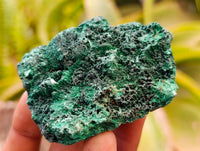 Natural Silky Malachite Specimens x 12 From Kasompe, Congo