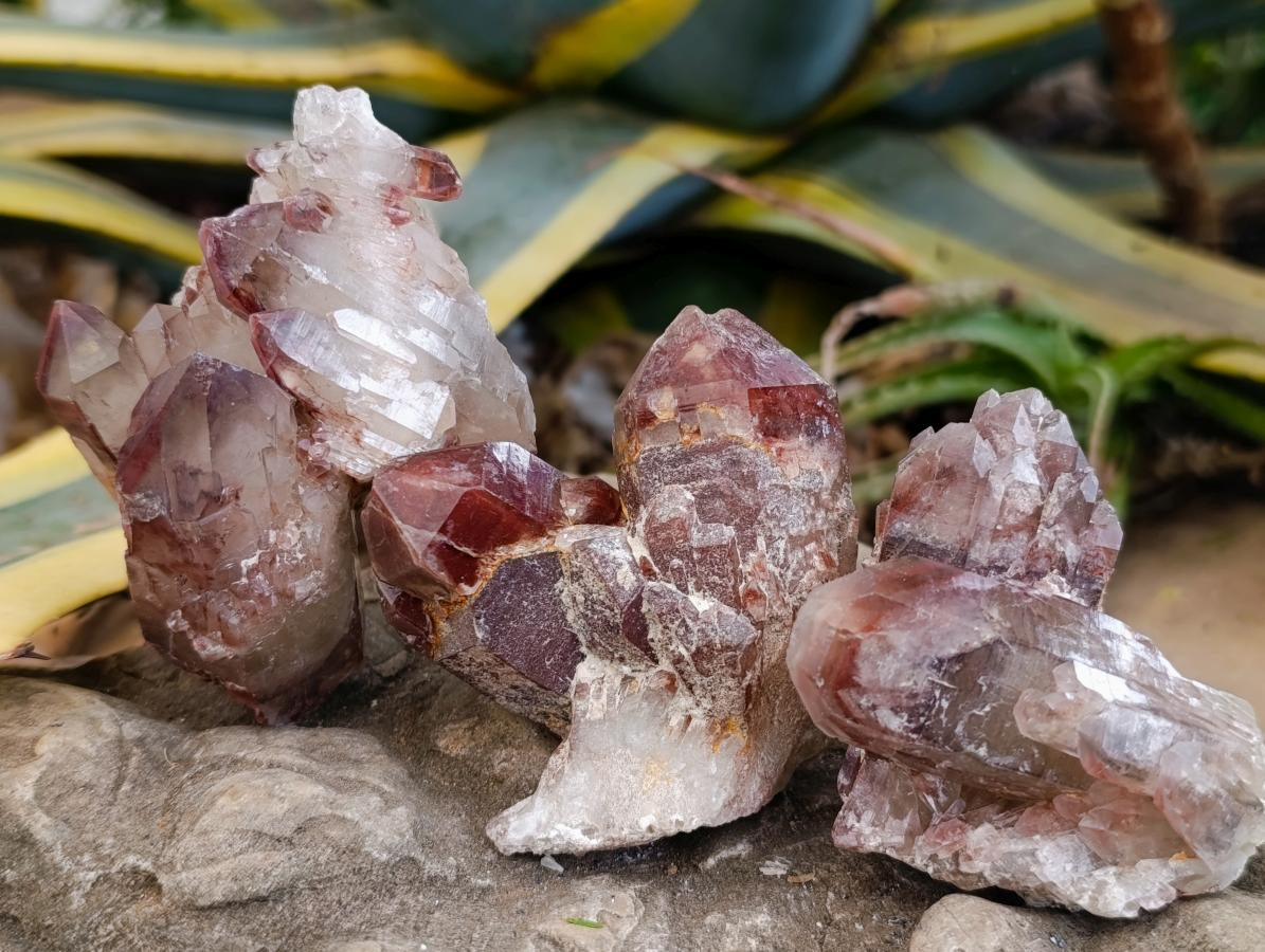 Natural Red Hematoid Quartz Crystals x 12 From Karoi, Zimbabwe