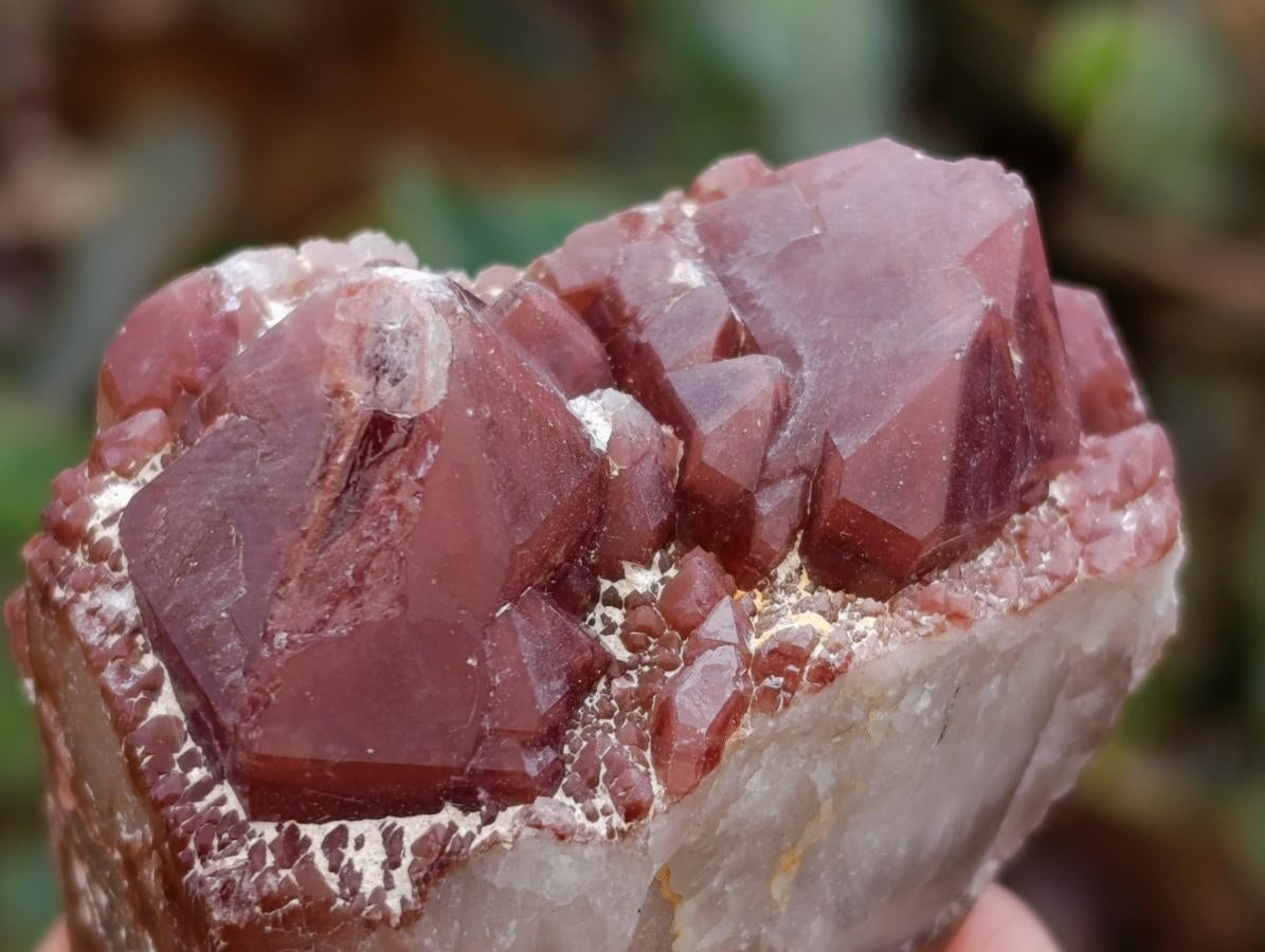 Natural Red Hematoid Quartz Crystals x 12 From Karoi, Zimbabwe