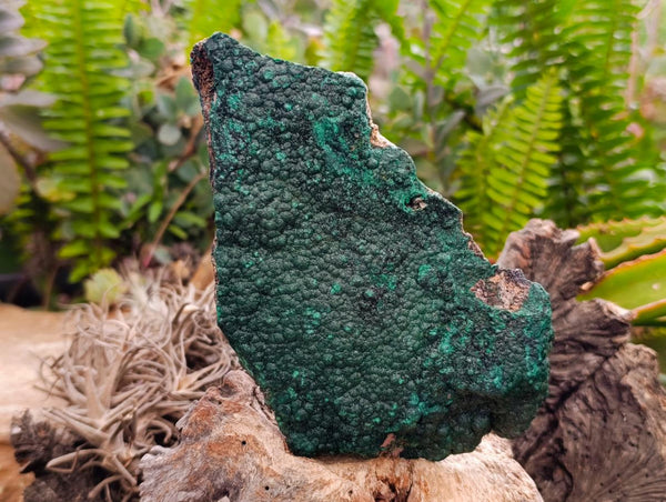 Natural Botryoidal Malachite Specimens x 2 From Congo
