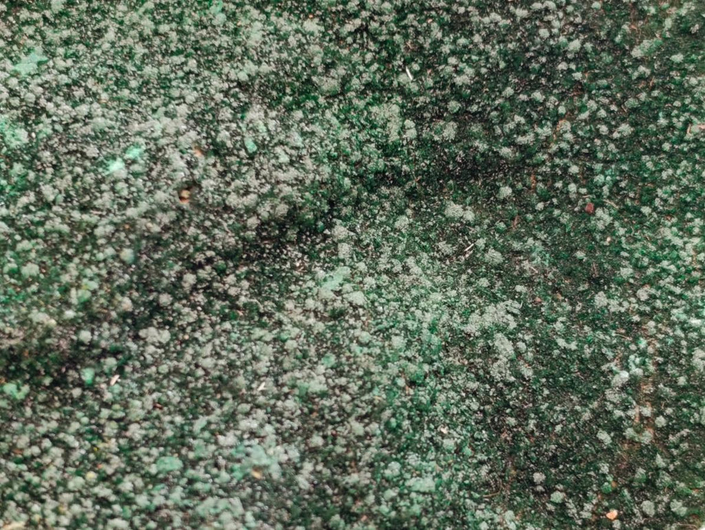 Natural Botryoidal Malachite Specimens x 2 From Congo