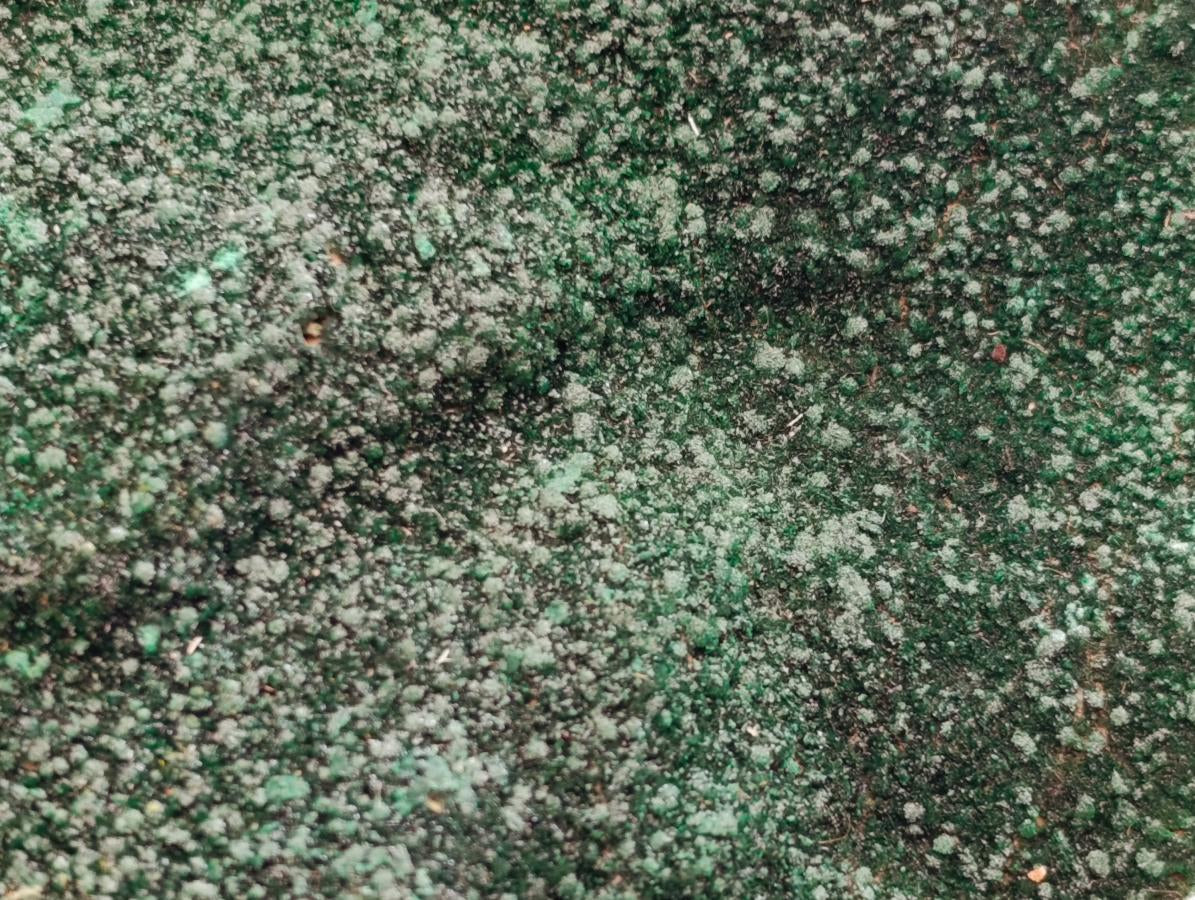 Natural Botryoidal Malachite Specimens x 2 From Congo