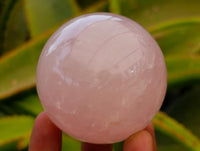 Polished Star Rose Quartz Spheres x 6 From Madagascar