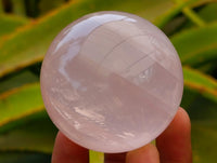 Polished Star Rose Quartz Spheres x 6 From Madagascar
