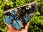 Polished Labradorite Standing Free Forms x 2 From Tulear, Madagascar