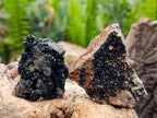 Natural Libethenite Crystals On Dolomite Matrix Specimens x 6 From Shituru, Congo
