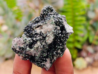Natural Libethenite Crystals On Dolomite Matrix Specimens x 6 From Shituru, Congo