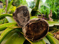 Polished On One Side Petrified Wood Branches x 2 From Gokwe, Zimbabwe