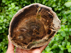 Polished On One Side Petrified Wood Branches x 2 From Gokwe, Zimbabwe