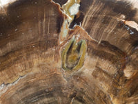 Polished On One Side Petrified Wood Branches x 2 From Gokwe, Zimbabwe