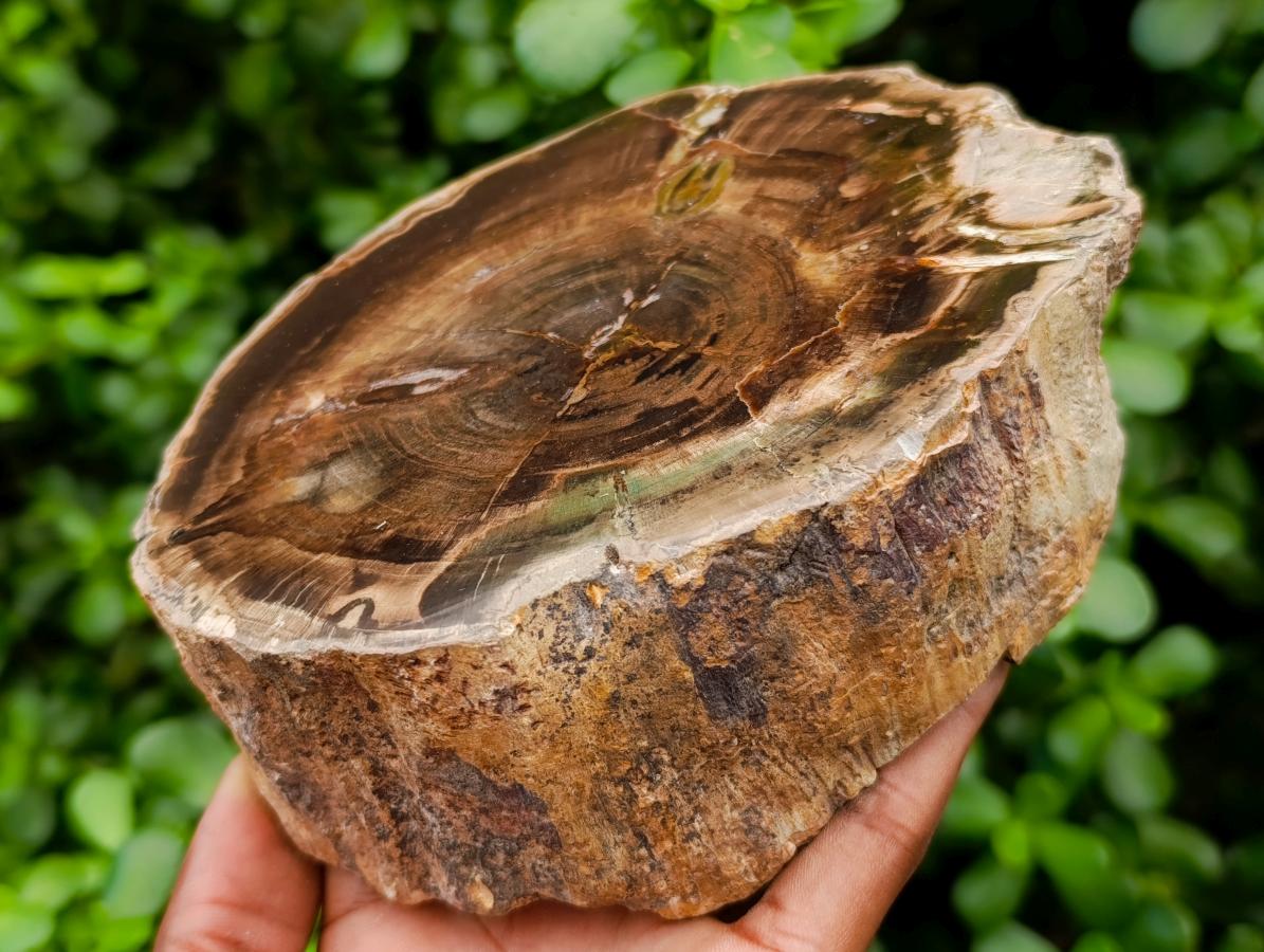 Polished On One Side Petrified Wood Branches x 2 From Gokwe, Zimbabwe