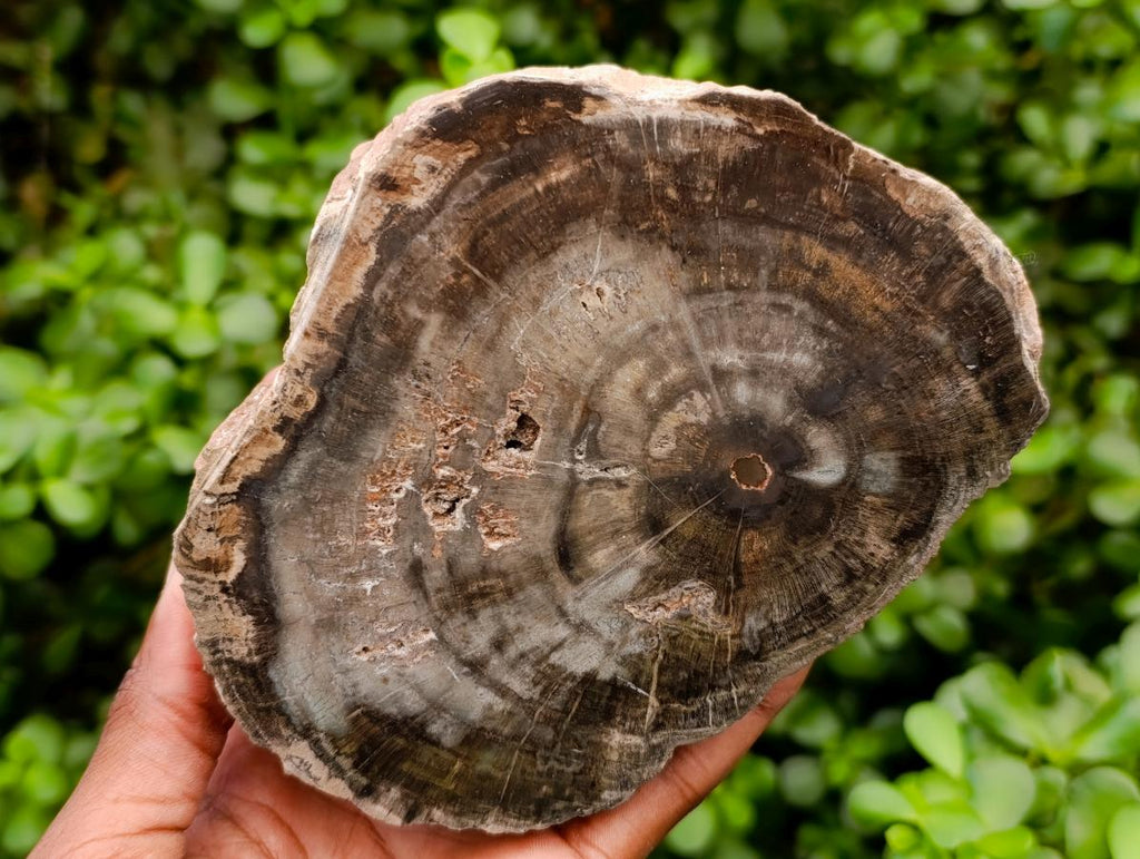 Polished On One Side Petrified Wood Branches x 2 From Gokwe, Zimbabwe