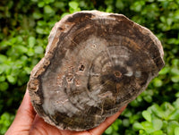 Polished On One Side Petrified Wood Branches x 2 From Gokwe, Zimbabwe