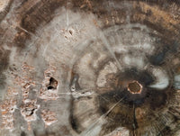 Polished On One Side Petrified Wood Branches x 2 From Gokwe, Zimbabwe