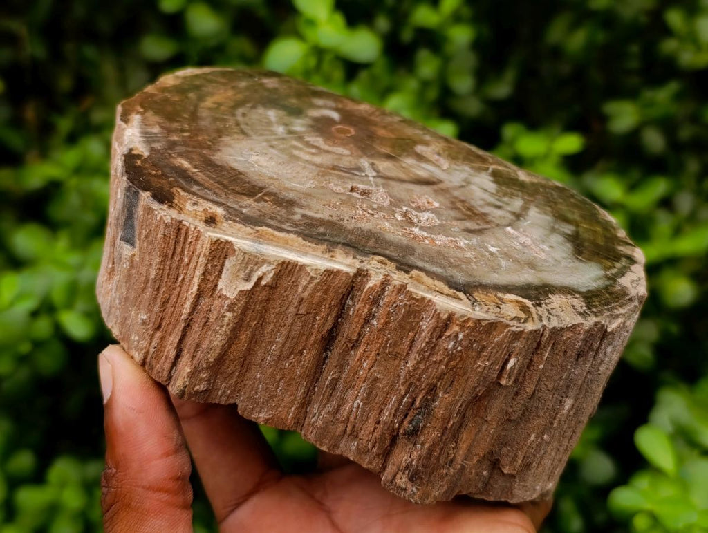 Polished On One Side Petrified Wood Branches x 2 From Gokwe, Zimbabwe