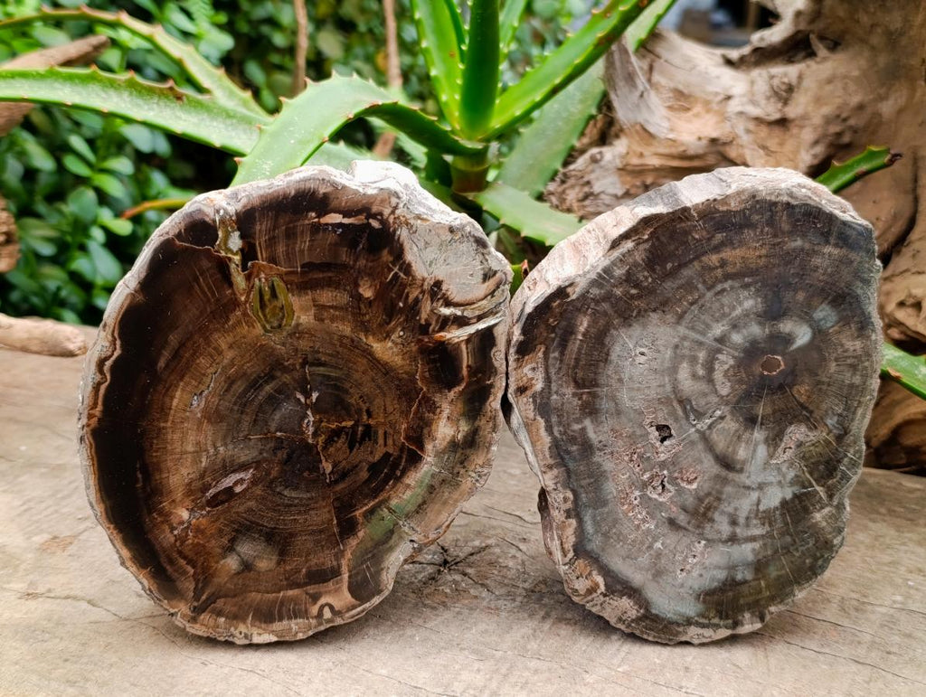 Polished On One Side Petrified Wood Branches x 2 From Gokwe, Zimbabwe