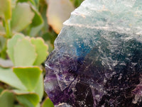 Natural Watermelon Fluorite Cobbed Specimens x 5 From Uis, Namibia