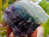 Natural Watermelon Fluorite Cobbed Specimens x 5 From Uis, Namibia