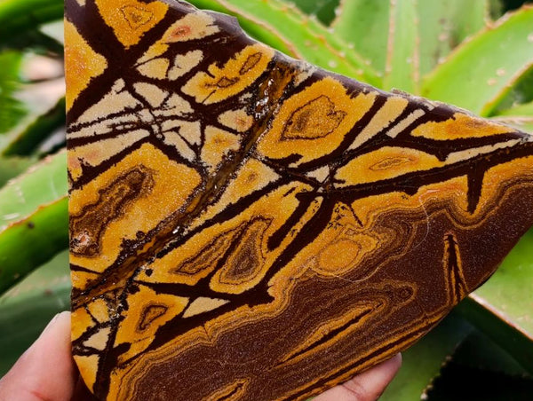 Polished On One Side Nguni Jasper Slices x 3 From Northern Cape, South Africa