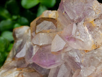 Natural Large Jacaranda Amethyst Cluster x 1 From Mumbwa, Zambia