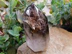 Polished Smokey Window Quartz Crystal x 1 From Madagascar