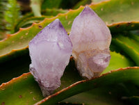 Natural Amethyst Spirit Crystals x 12 From Boekenhouthoek, South Africa
