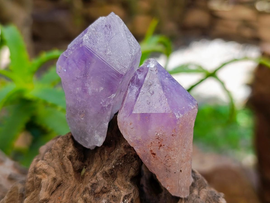 Natural Jacaranda Amethyst Single Crystals x 35 From Mumbwa, Zambia