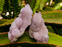 Natural Sunburst Amethyst Spirit Clusters x 12 From Boekenhouthoek, South Africa