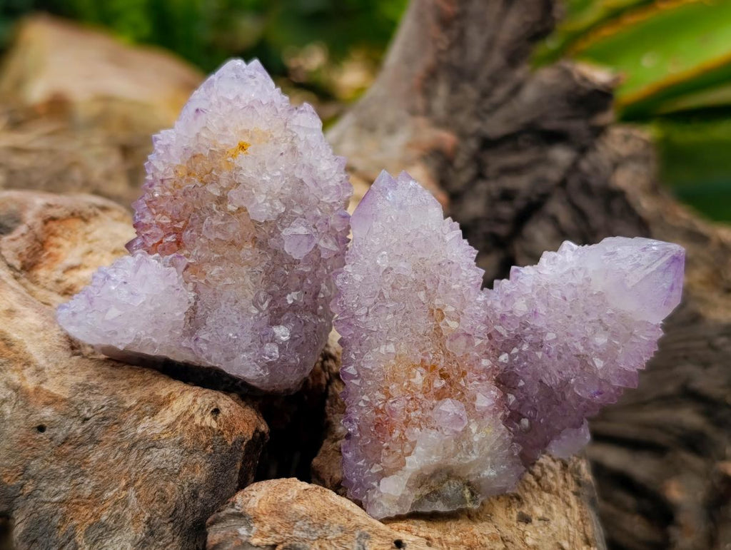 Natural Sunburst Amethyst Spirit Clusters x 12 From Boekenhouthoek, South Africa
