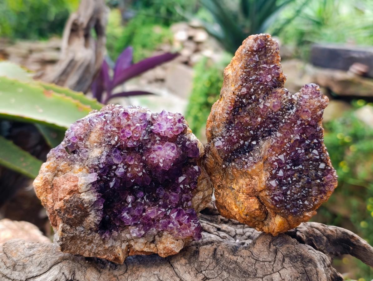 Natural Amethystos Amethyst Clusters x 6 From Kwaggafontein, South Africa