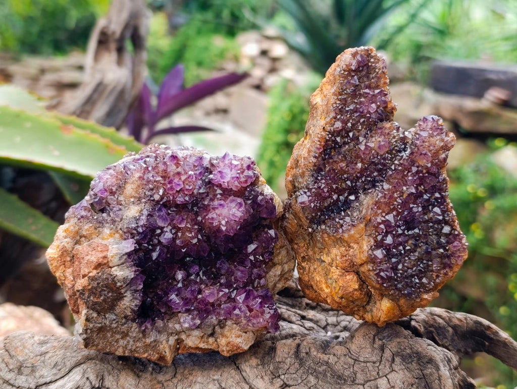 Natural Amethystos Amethyst Clusters x 6 From Kwaggafontein, South Africa