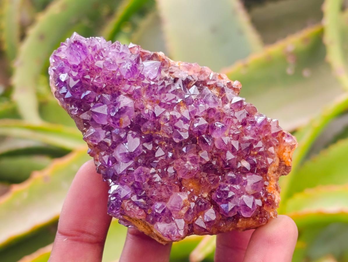 Natural Amethystos Amethyst Clusters x 6 From Kwaggafontein, South Africa
