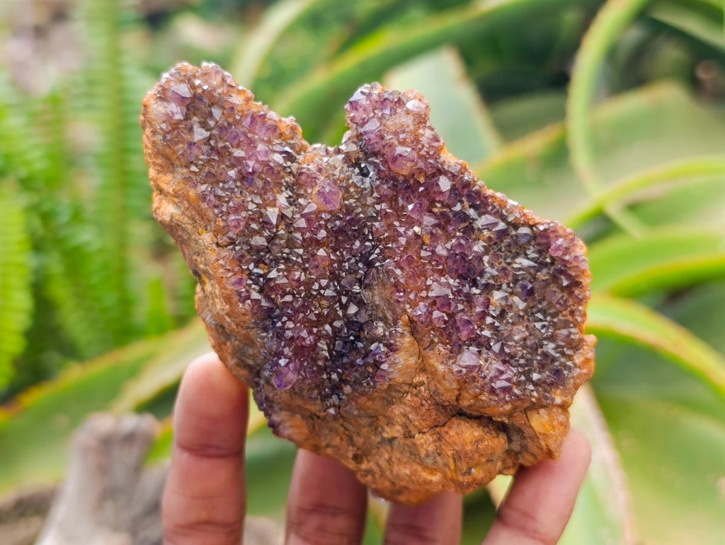 Natural Amethystos Amethyst Clusters x 6 From Kwaggafontein, South Africa